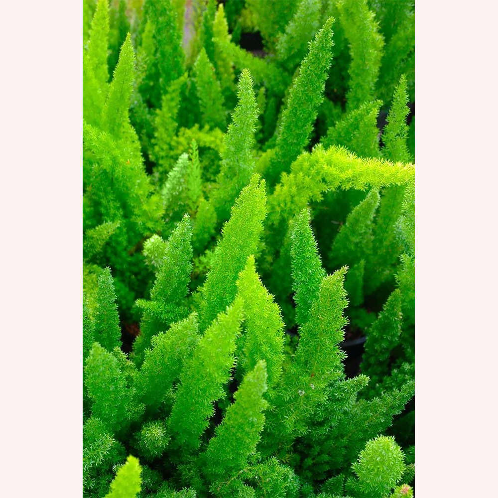 Foxtail Fern leaves.