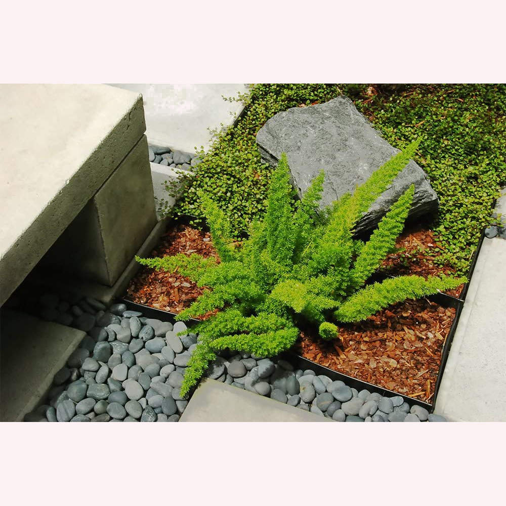 Foxtail Fern.