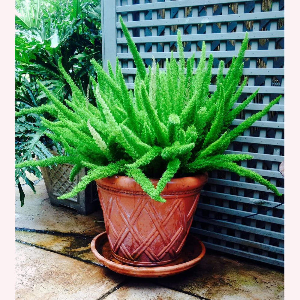 Foxtail Fern in a terracotta planter.