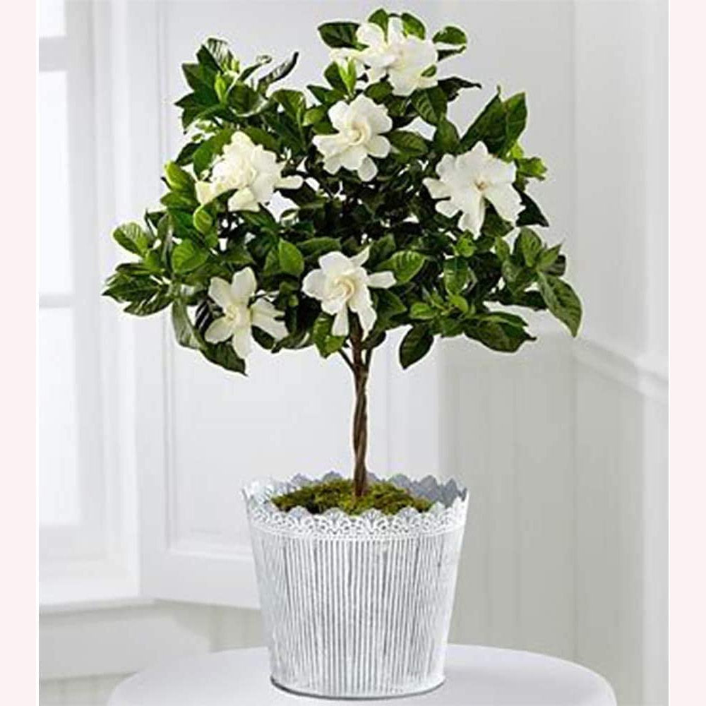 Mini Veitchii Gardenia Tree, 6" Pot