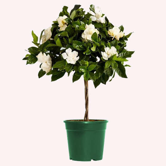 Mini Veitchii Gardenia Tree, 6" Pot