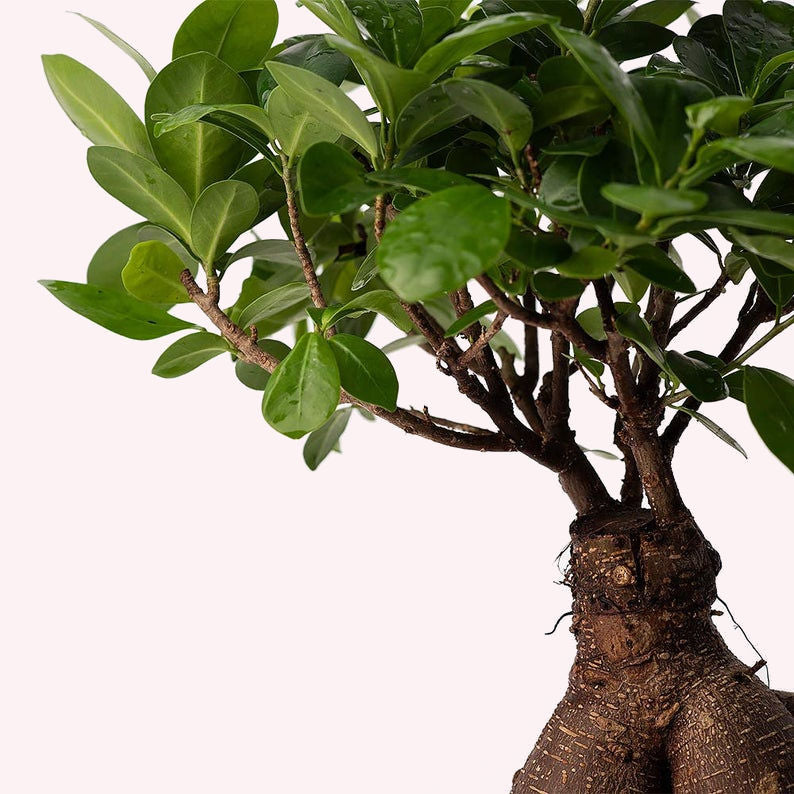 Ficus Ginseng Bonsai Tree.