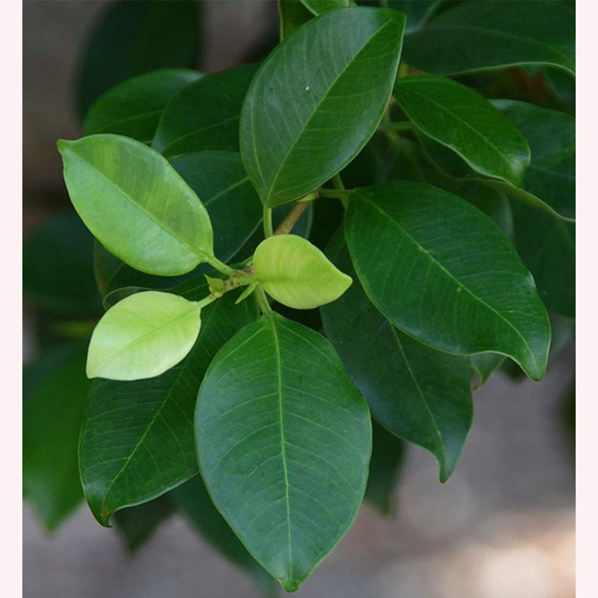 Ficus Ginseng Bonsai Tree leaves.