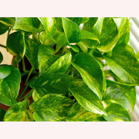 Golden Pothos, 6" Pot