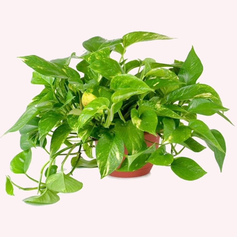 Golden Pothos, 6" Pot