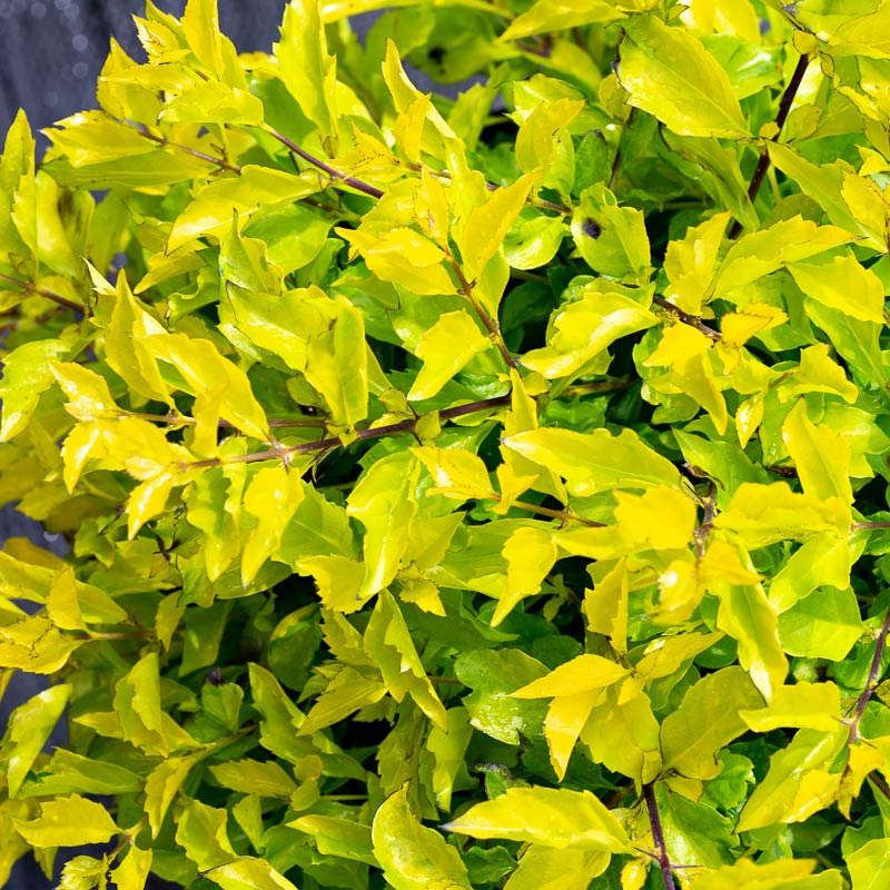 Gold Mound Duranta, 10" Pot