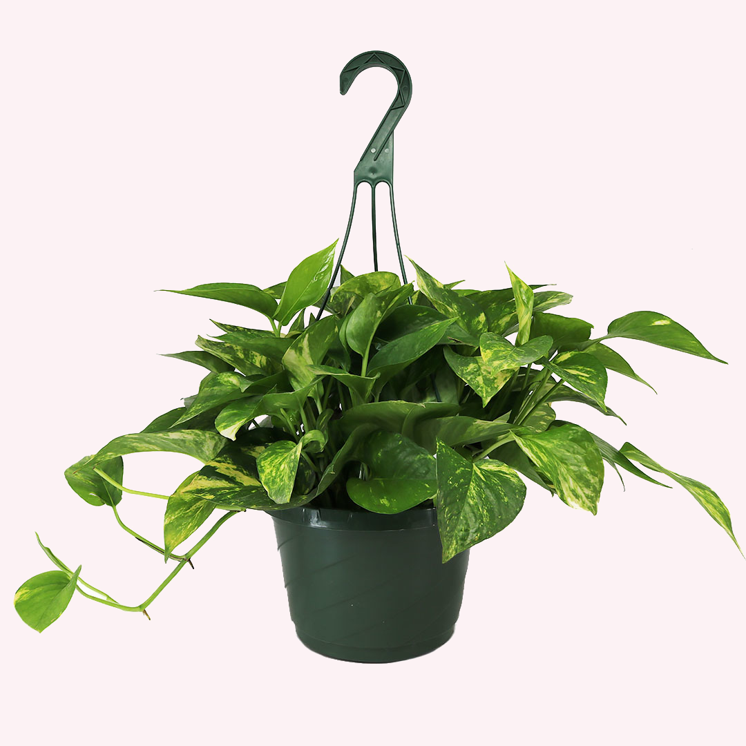 8 in hanging planter Buy a Golden Pothos Hanging Basket Live Plant