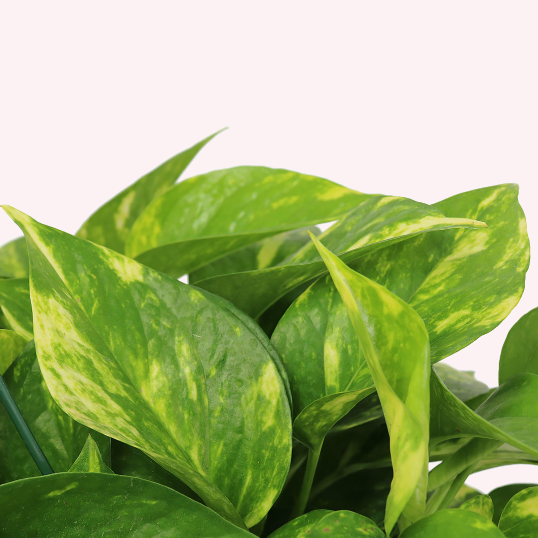 Golden Pothos HB, 8" Pot