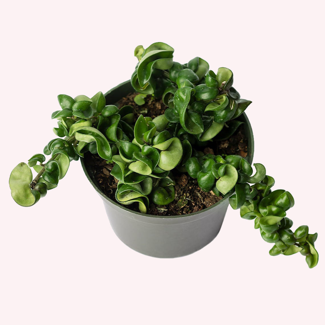 Hoya Hindu Rope in a 6" pot.
