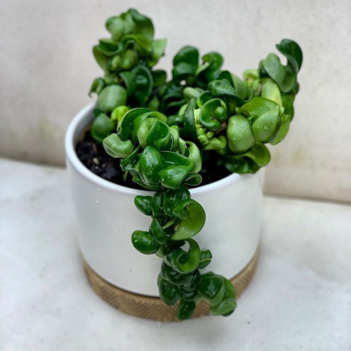 Hoya Hindu Rope in a 6" white planter.