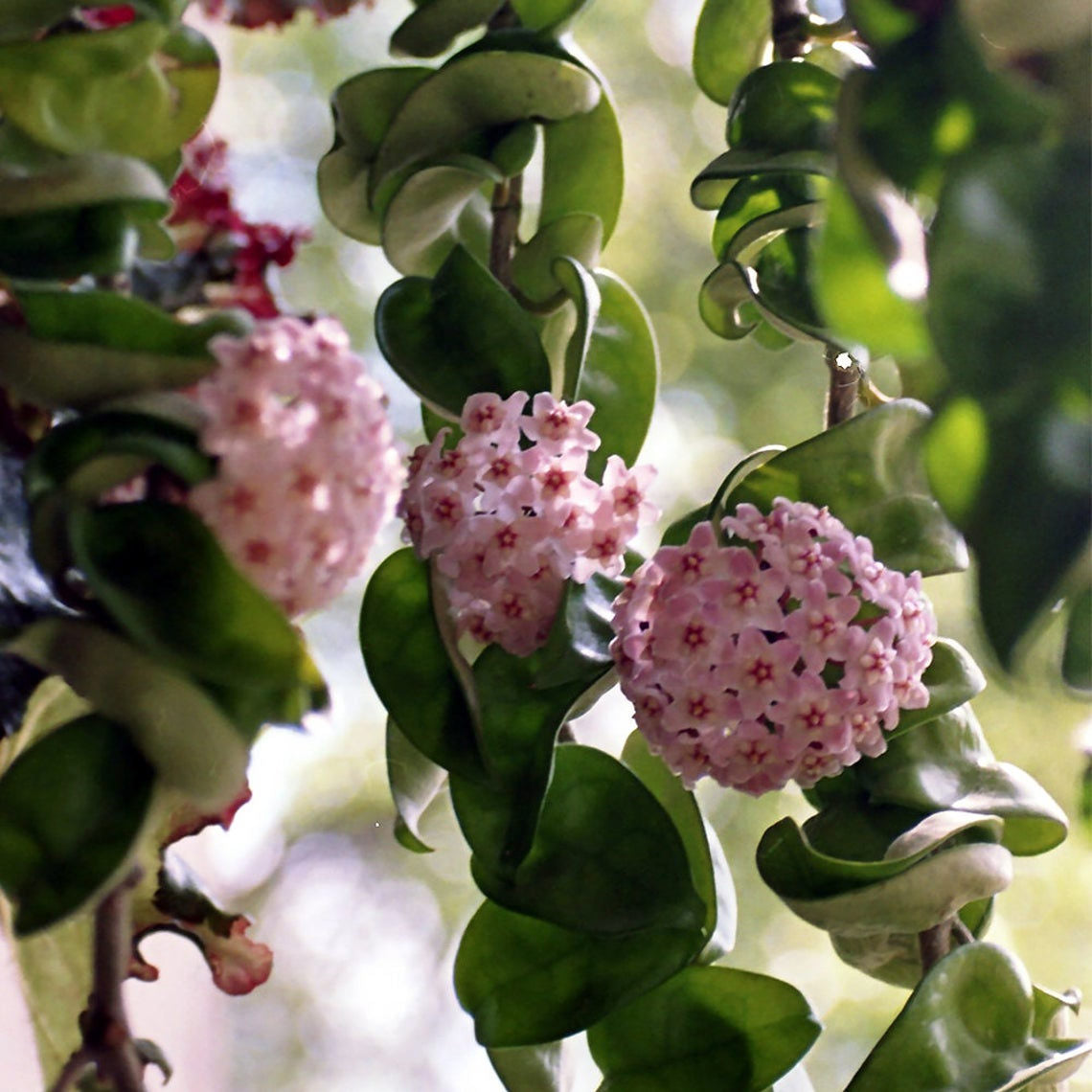 Hoya Hindu Rope blooms.