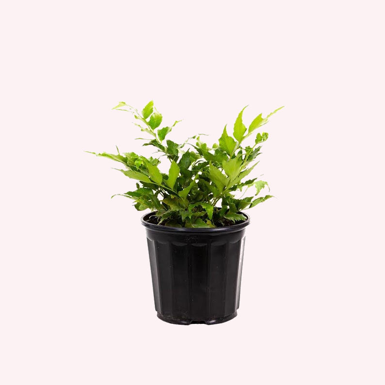Holly Fern in a 6" pot.