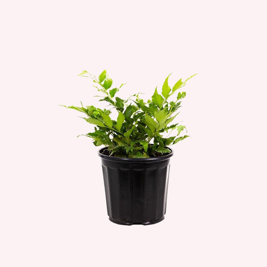 Holly Fern in a 6" pot.