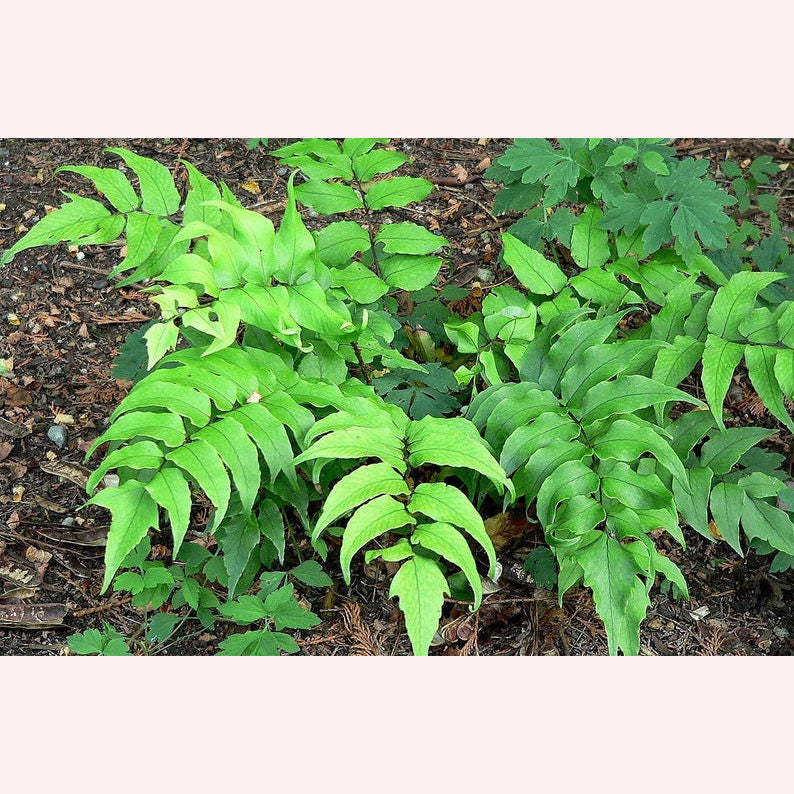 Holly Fern leaves.