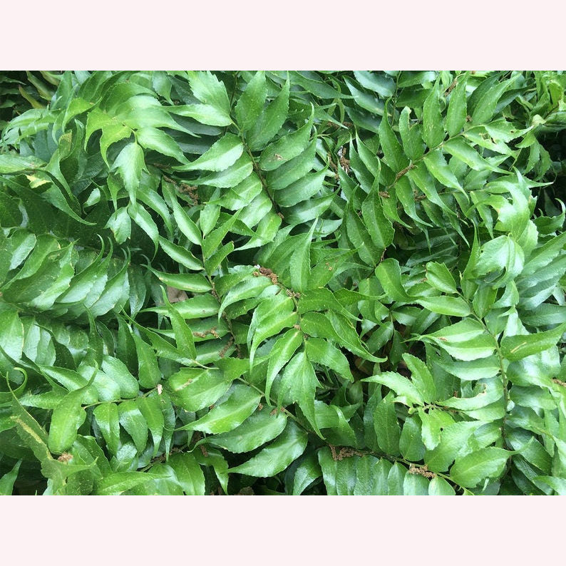 Holly Fern leaves.