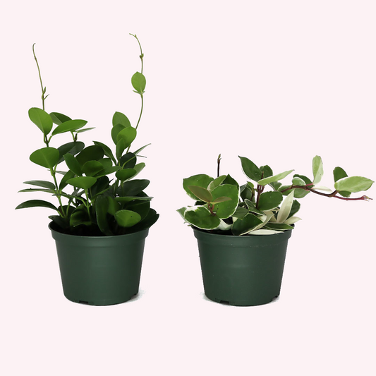Hoya Bundle, Two 6" Pots