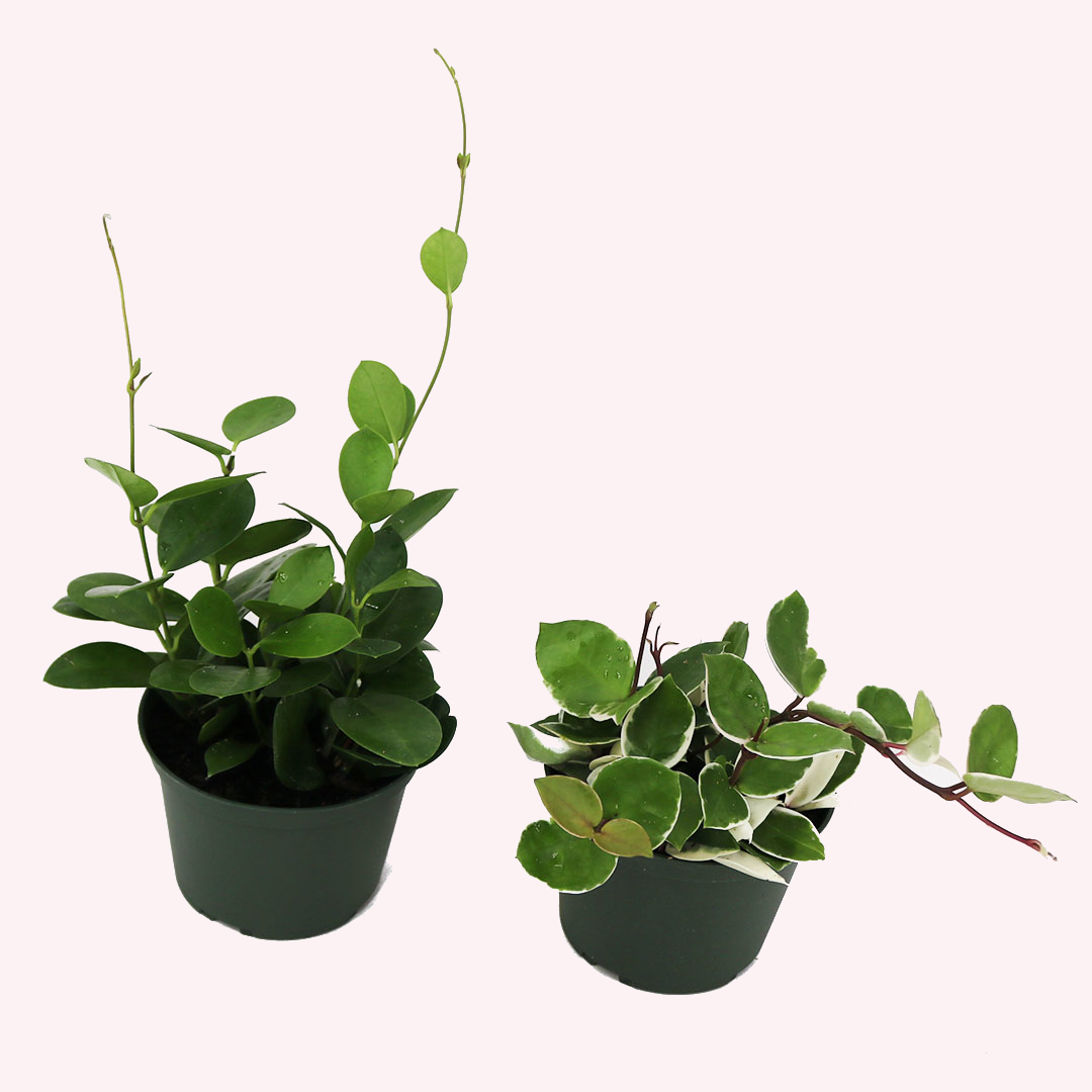 Hoya Bundle, Two 6" Pots