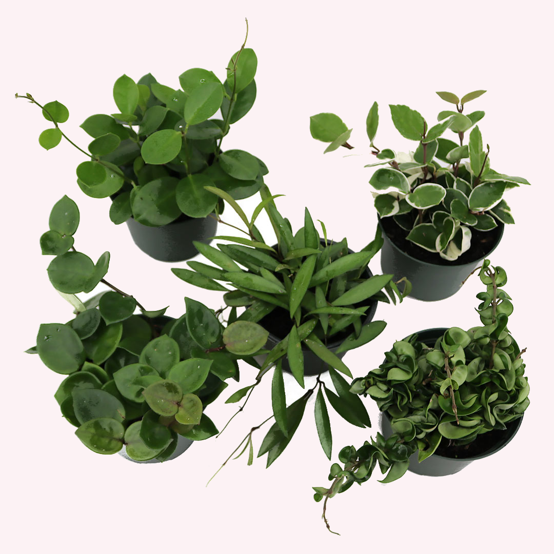 Hoya Bundle, Two 6" Pots