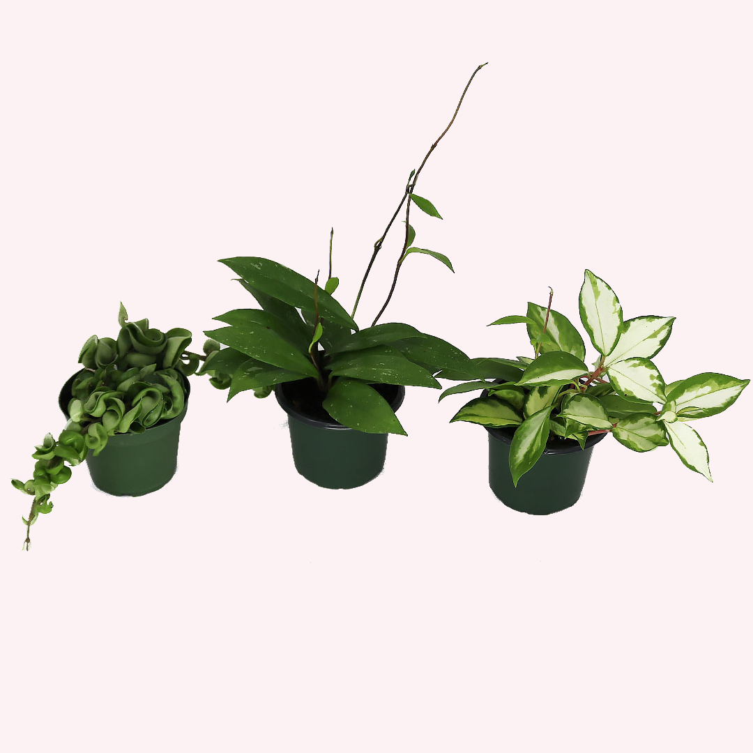 Hoya Bundle, Three 4" Pots