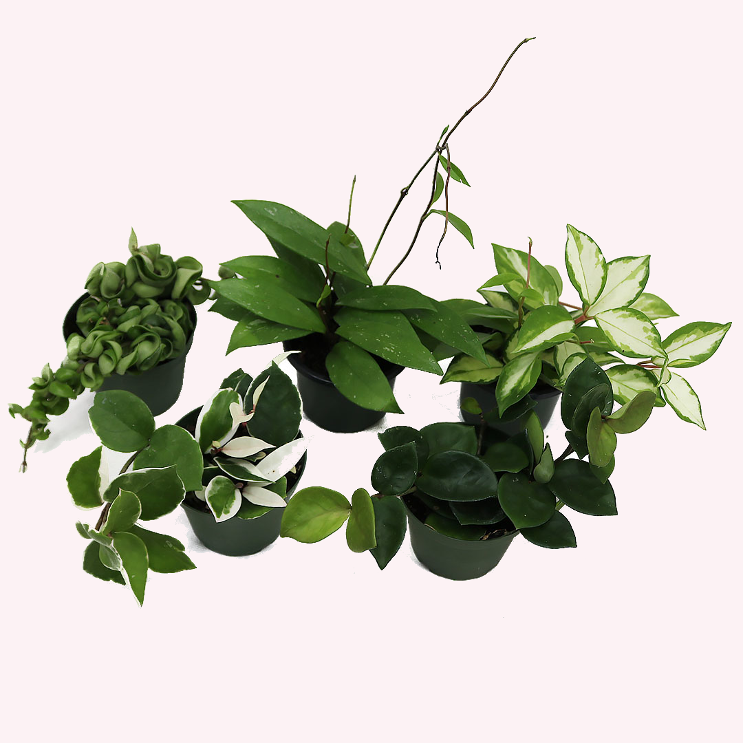 Hoya Bundle, Three 4" Pots