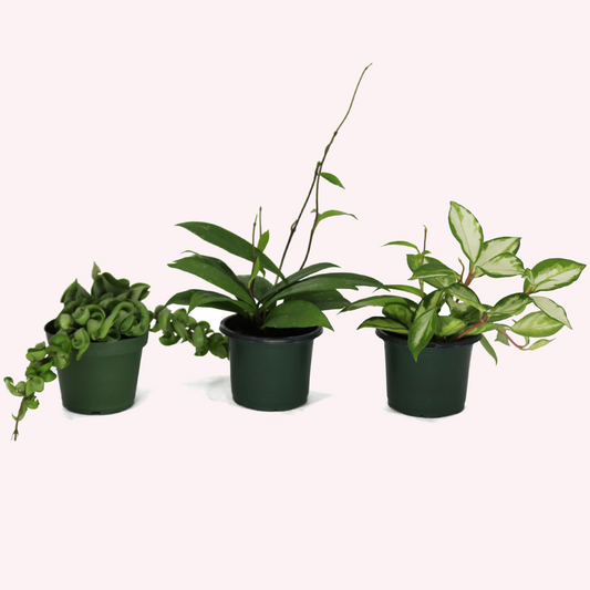 Hoya Bundle, Three 4" Pots