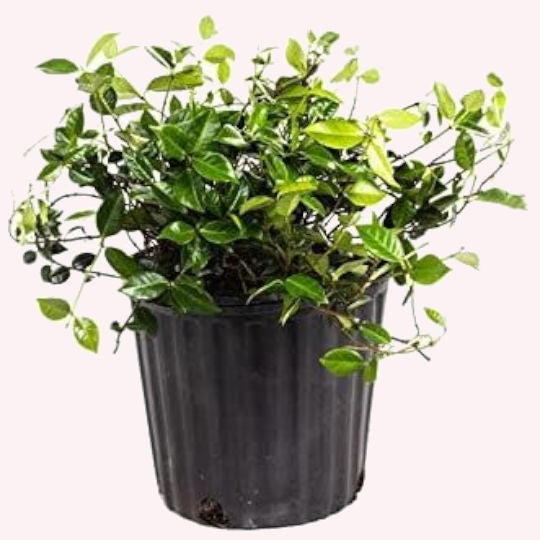 asian jasmine plant indoors Buy an Asiatic Jasmine Minima Live Plant
