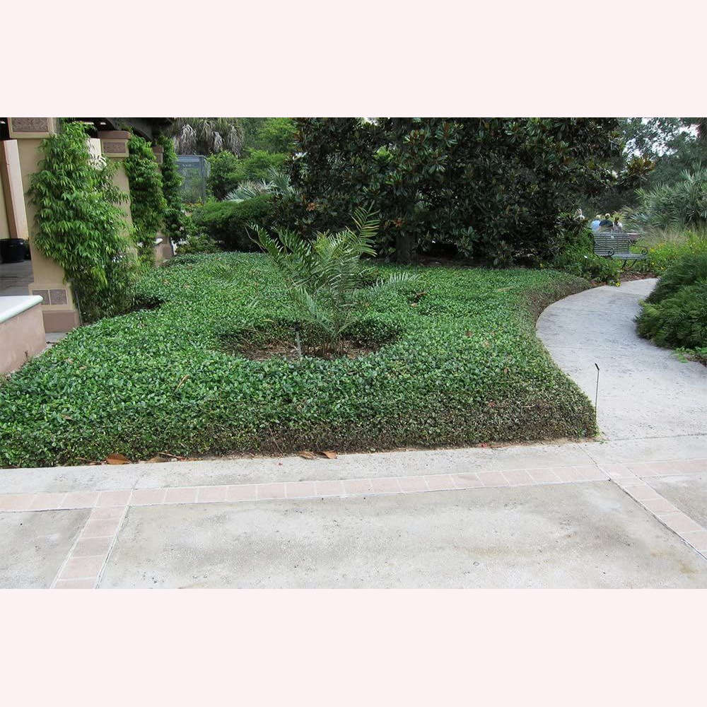 Asiatic Jasmine Minima plants.