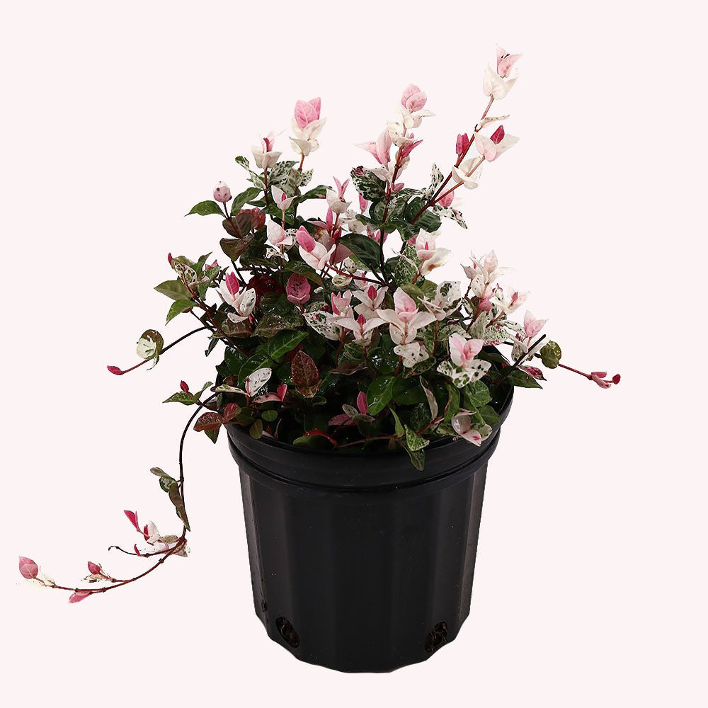 Jasmine Snow-N-Summer, 6" Pot