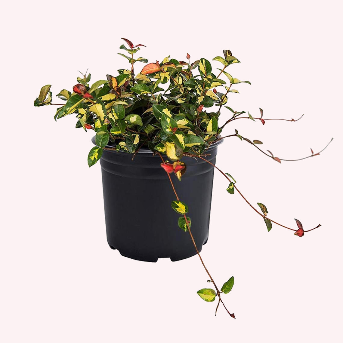 Jasmine Summer Sunset in a 6" pot.