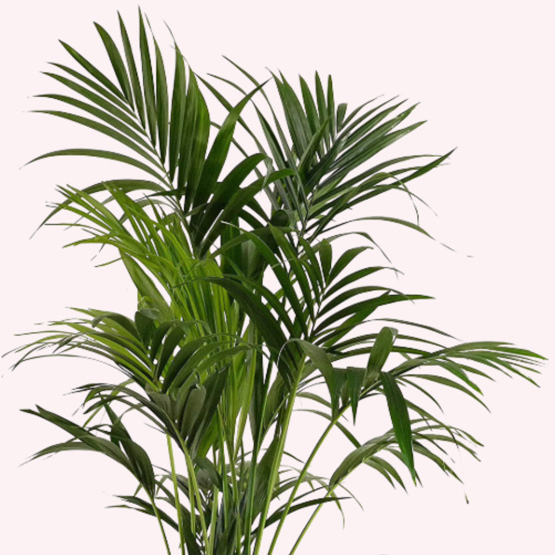 Kentia Palm, 10" Pot