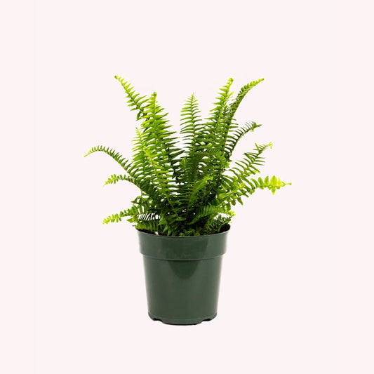 Kimberly Queen Fern in a 6" pot.