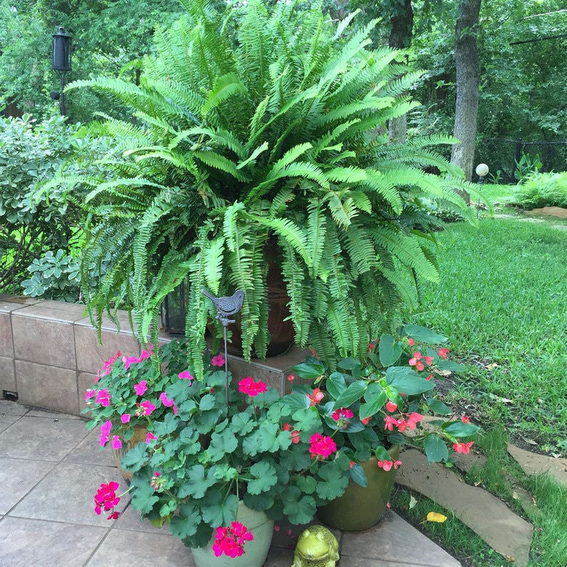 Kimberly Queen Fern.