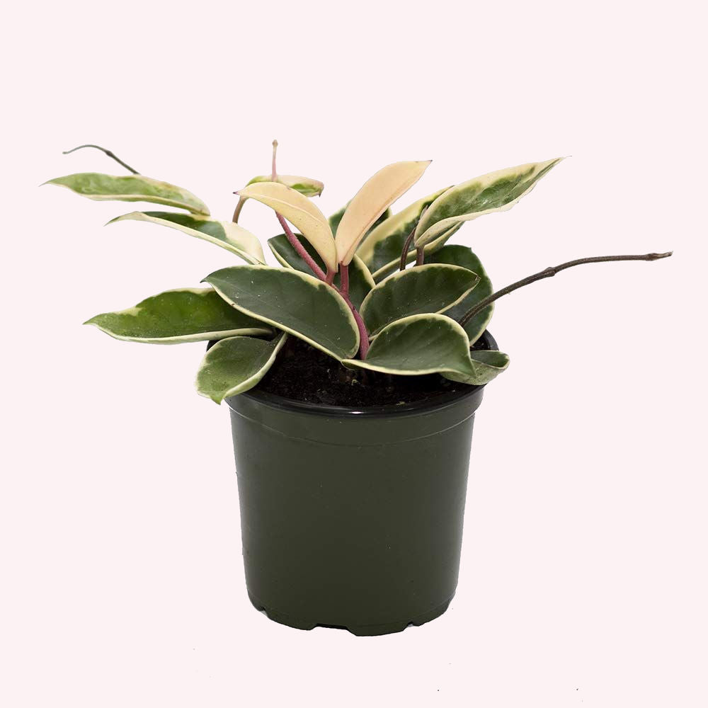 Hoya Krimson Queen, 4" Pot