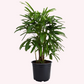 Lady Palm Rhapis Excelsa Cold-Hardy Palm Tree, 6" pot