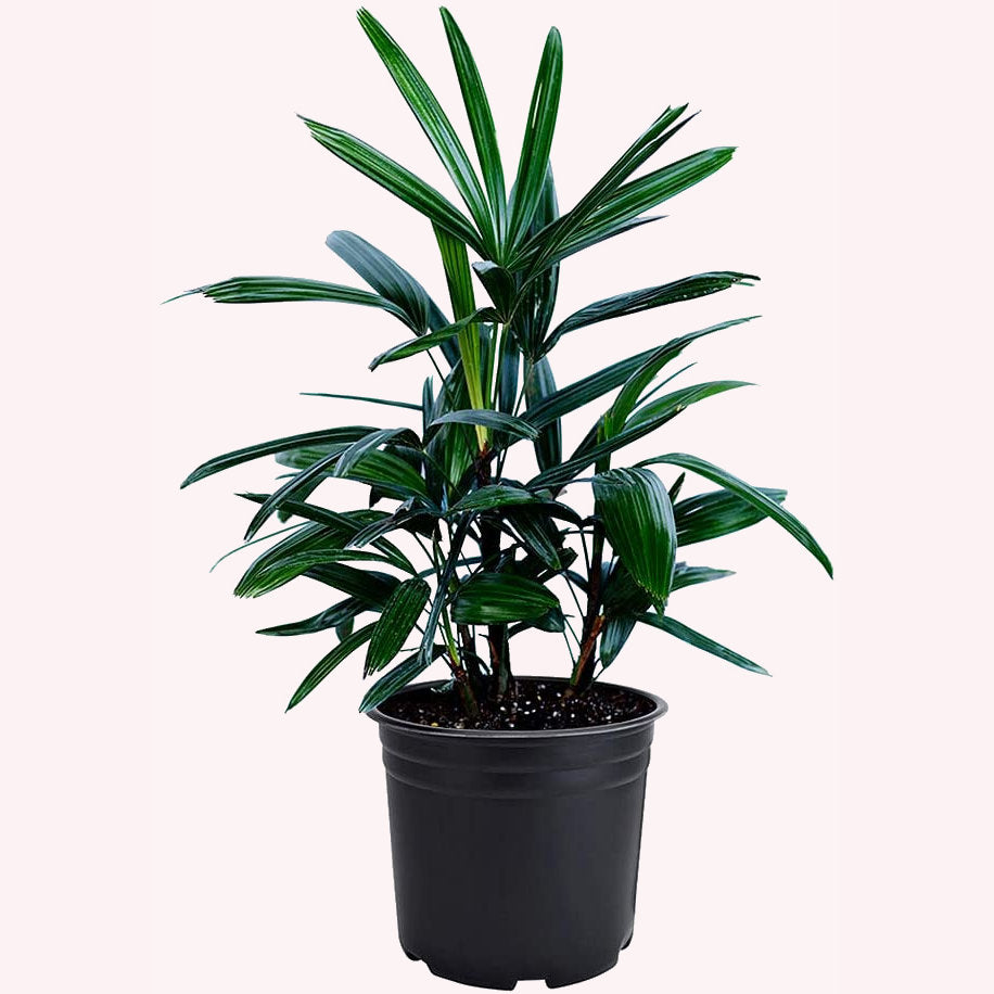 Lady Palm Rhapis Excelsa Cold-Hardy Palm Tree, 6" pot