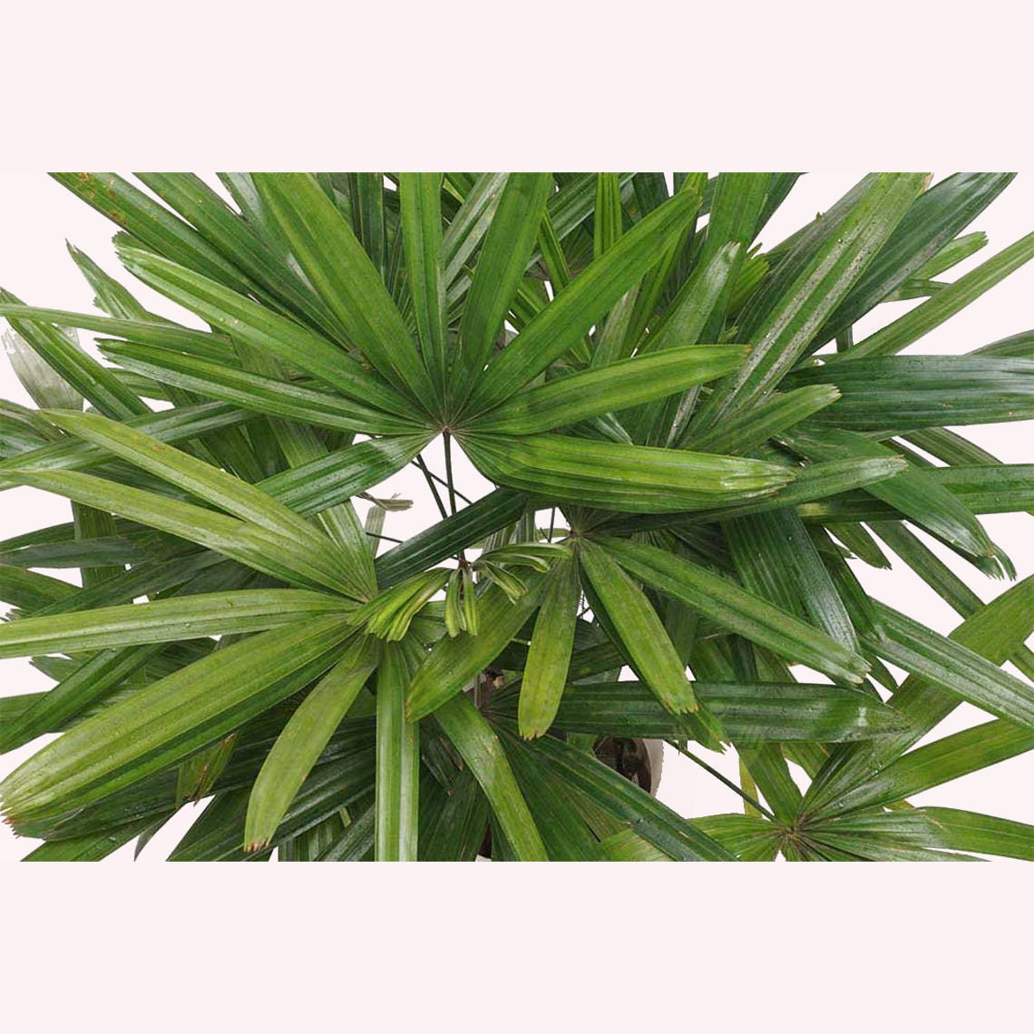 Lady Palm Rhapis Excelsa Cold-Hardy Palm Tree, 6" pot