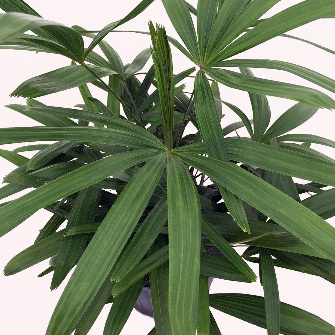 Lady Palm Rhapis Excelsa Cold-Hardy Palm Tree, 6" pot