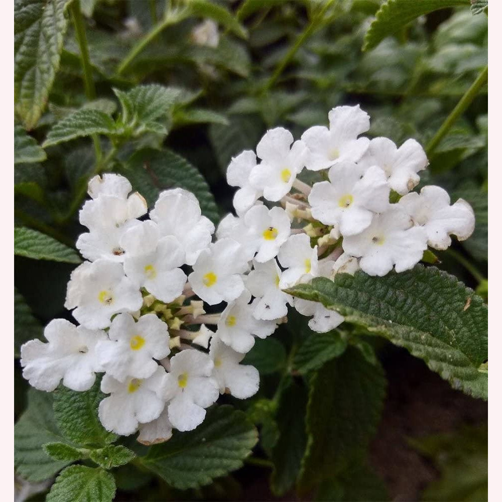 White Lightning Lantana, 6" Pot