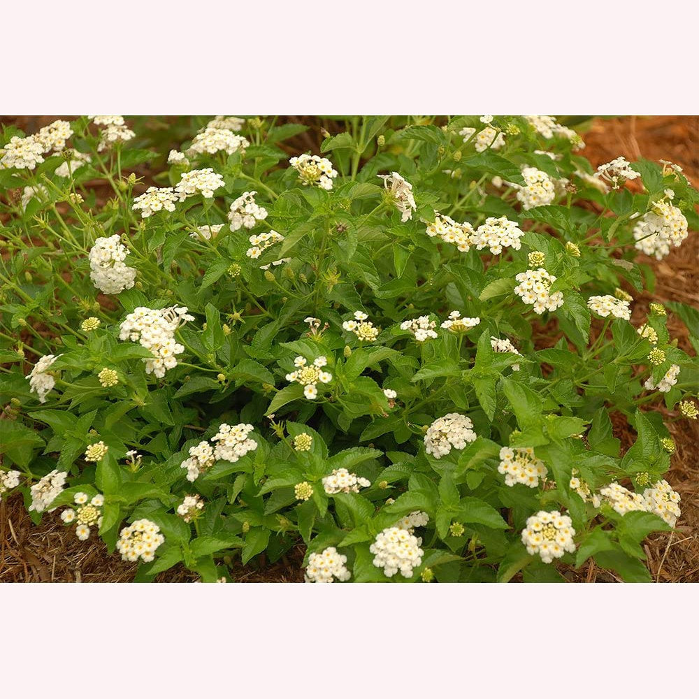 White Lightning Lantana, 6" Pot