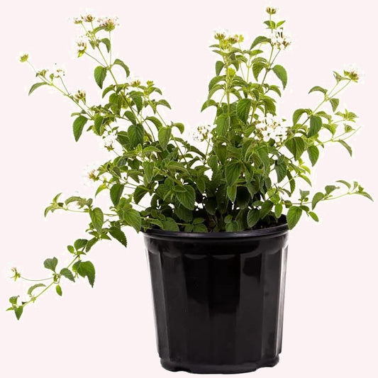 White Lightning Lantana, 6" Pot
