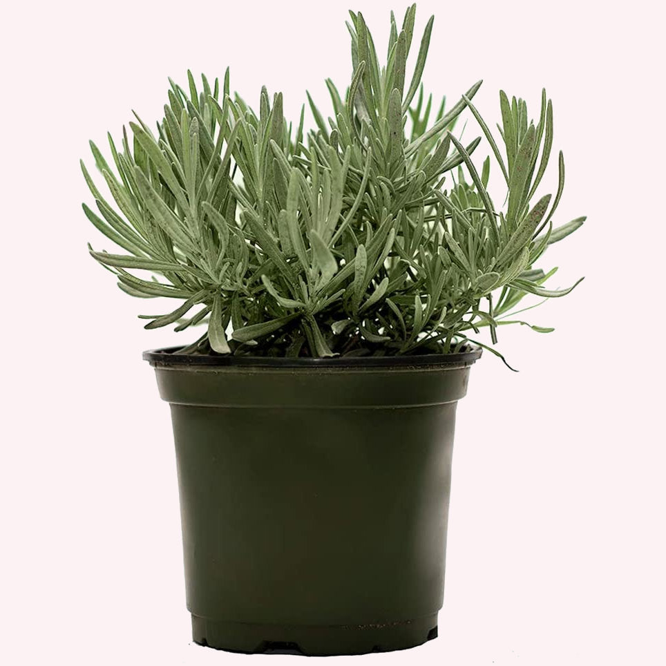 where to buy large lavender plants American Plant Exchange Live English Lavender Plant with Fragrant Purple Flowers, Edible Herb Plant, Plant Pot for Home And Garden Decor, 6" Pot