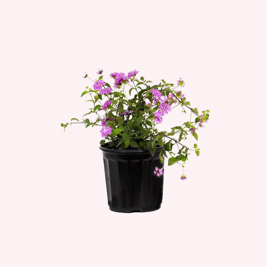 Lavender Lantana, 6" Pot, Purple Flowers
