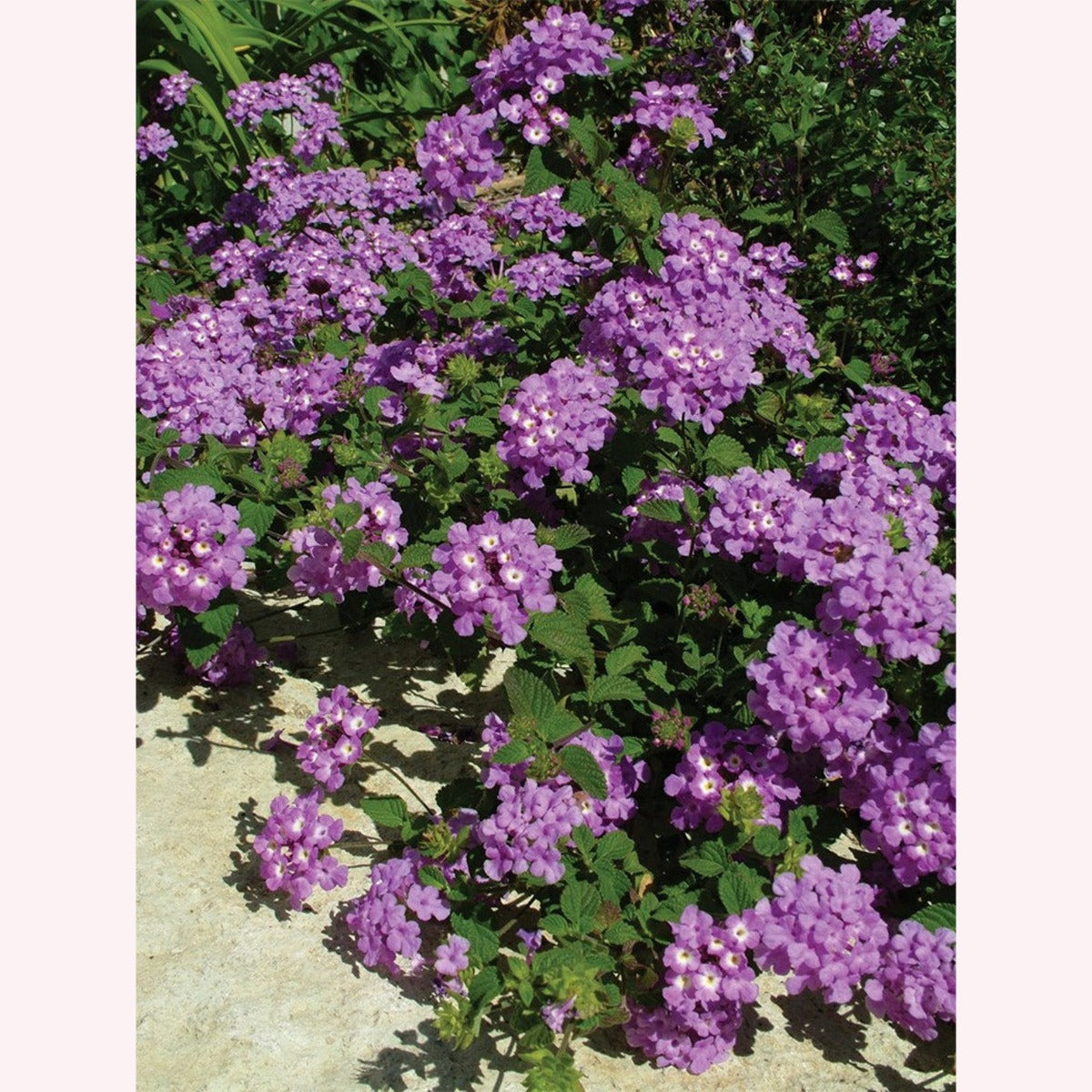 Lavender Lantana, 6" Pot, Purple Flowers