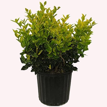 Ligustrum Howardii (Gold), 10" Pot