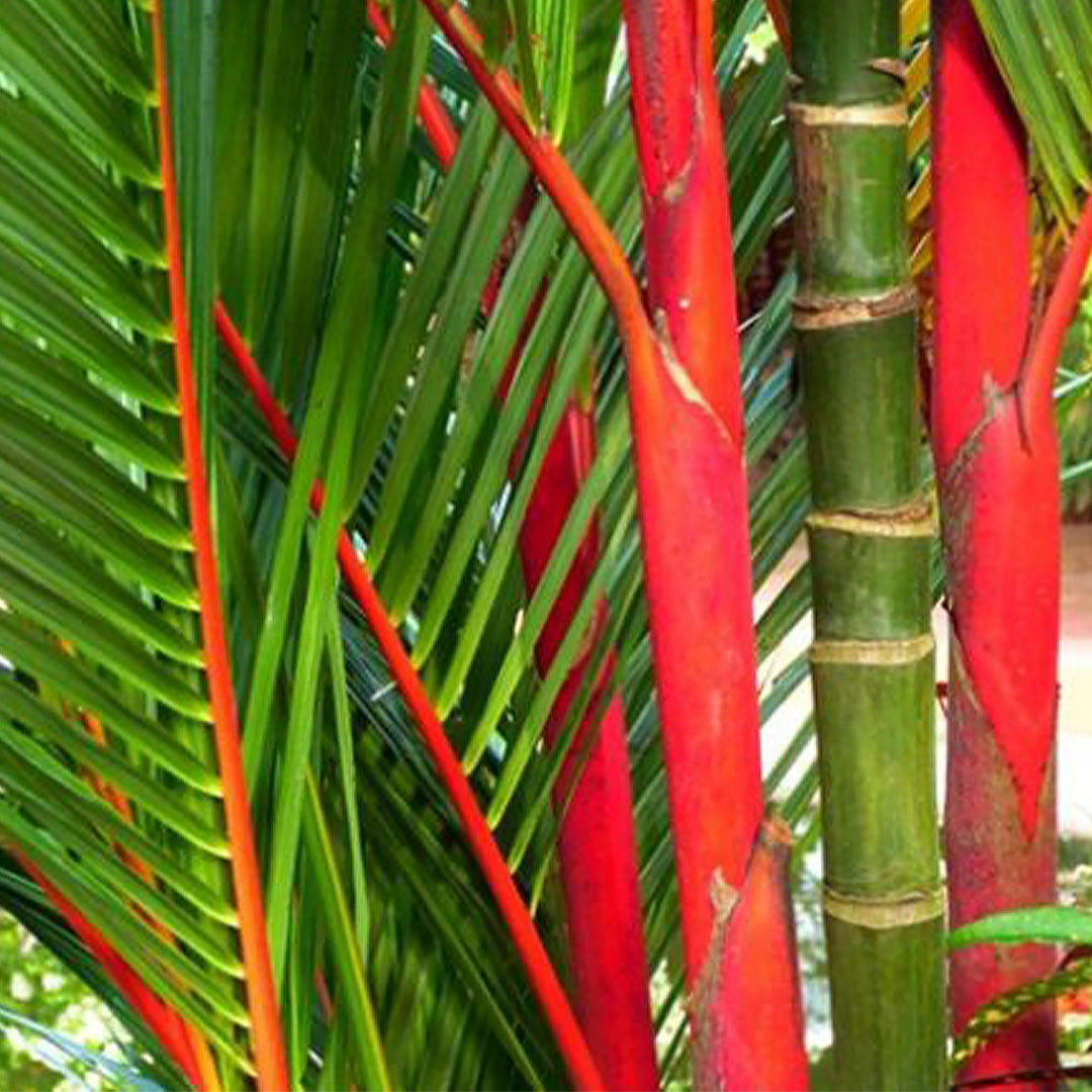 Lipstick Palm, 10" Pot