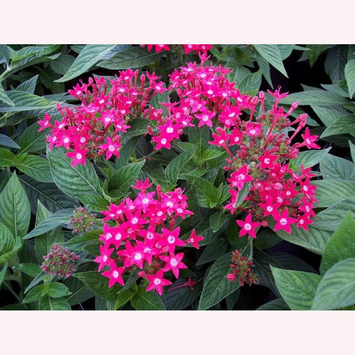 Lipstick Penta blooms.