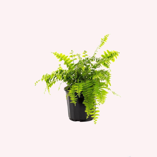 Macho Giant Sword Fern in a 6" pot.