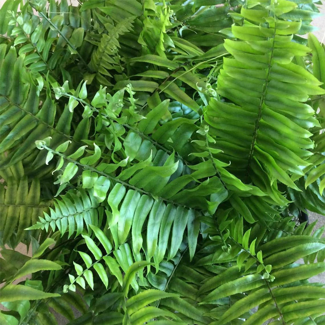 Macho Giant Sword Fern leaves.