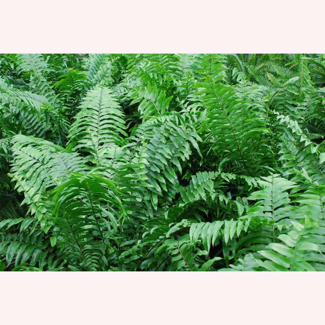 Macho Giant Sword Fern leaves.