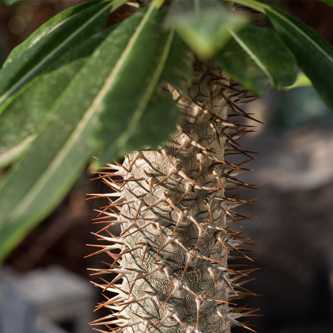 Madagascar Palm.